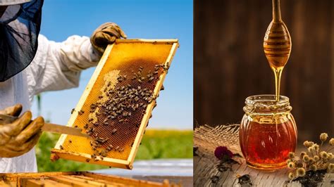 Future of Honey Business